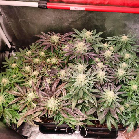 Blackberry Moonrocks growlog timeline photo