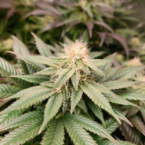 Sour Apple growlog timeline photo