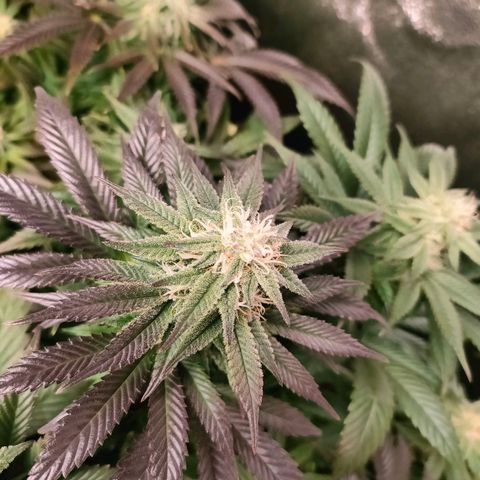Sour Apple growlog timeline photo