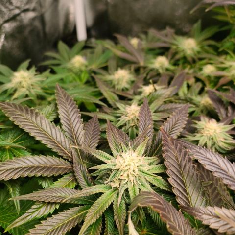 Blackberry Moonrocks growlog timeline photo