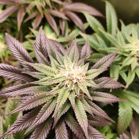 Blackberry Moonrocks growlog timeline photo