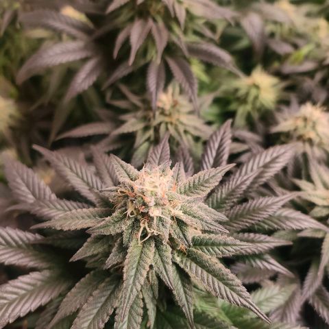 Sour Apple growlog timeline photo