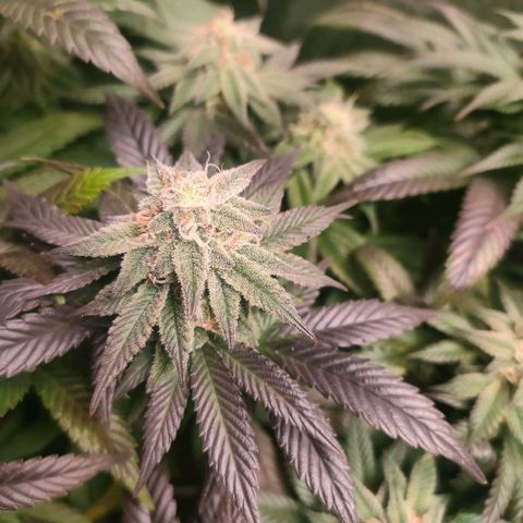 Sour Apple growlog timeline photo