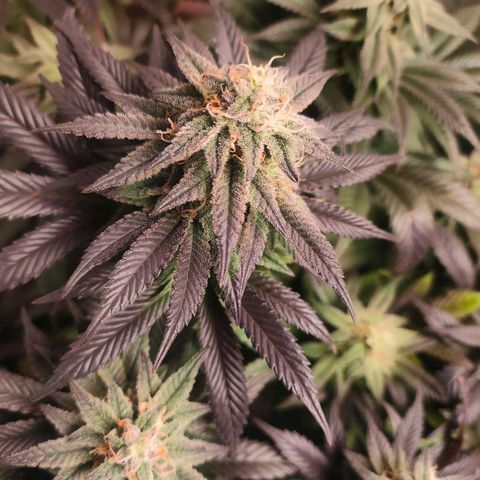 Sour Apple growlog timeline photo