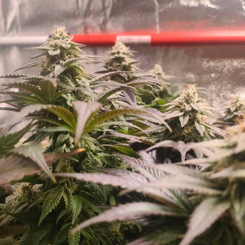 Sour Apple growlog timeline photo