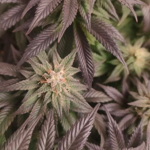 Sour Apple growlog timeline photo