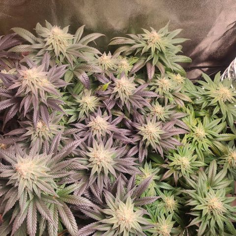 Sour Apple growlog timeline photo