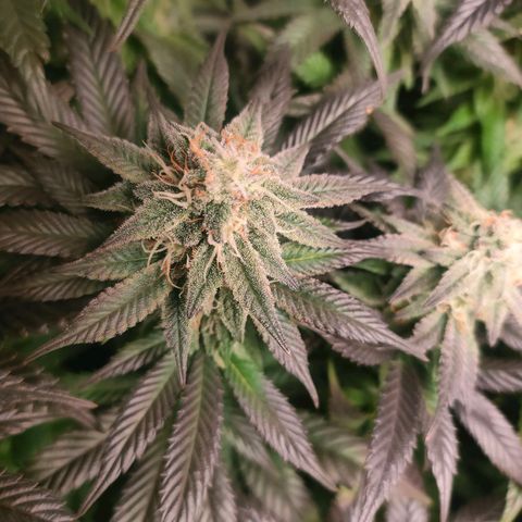 Sour Apple growlog timeline photo