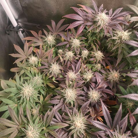 Blackberry Moonrocks growlog timeline photo