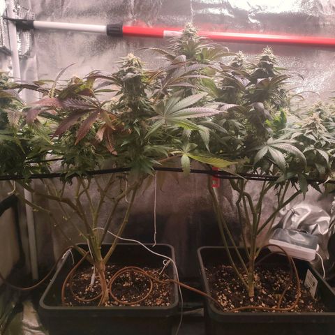 Blackberry Moonrocks growlog timeline photo