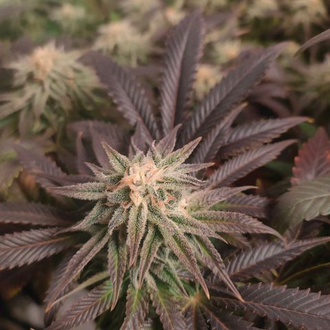 Blackberry Moonrocks growlog timeline photo