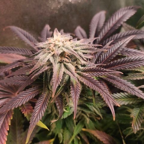 Blackberry Moonrocks growlog timeline photo