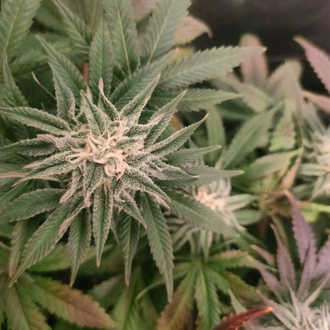 Blackberry Moonrocks growlog timeline photo