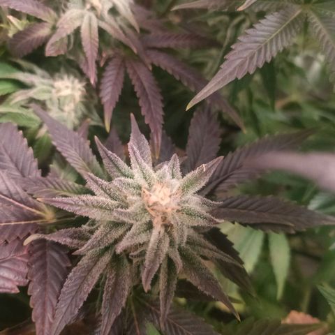 Blackberry Moonrocks growlog timeline photo