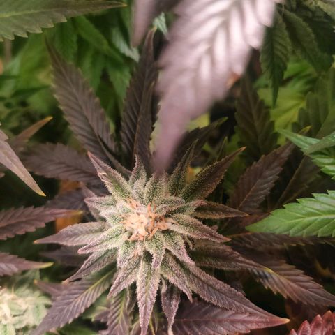 Blackberry Moonrocks growlog timeline photo
