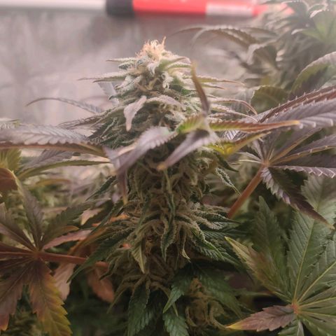 Blackberry Moonrocks growlog timeline photo