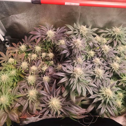 Blackberry Moonrocks growlog timeline photo