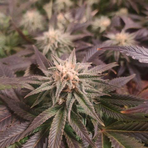 Blackberry Moonrocks growlog timeline photo