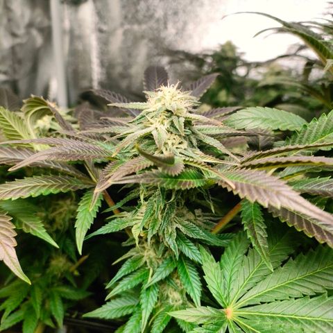 Blackberry Moonrocks growlog timeline photo