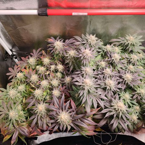 Blackberry Moonrocks growlog timeline photo