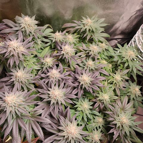 Sour Apple growlog timeline photo