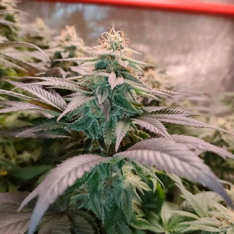 Sour Apple growlog timeline photo