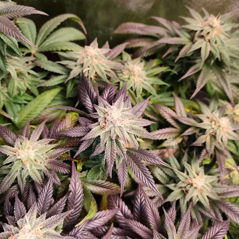 Sour Apple growlog timeline photo