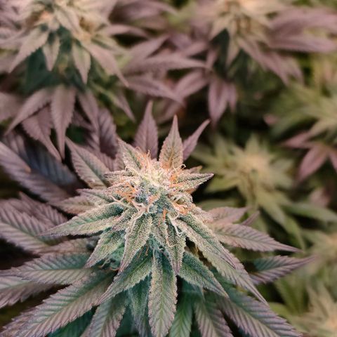 Sour Apple growlog timeline photo