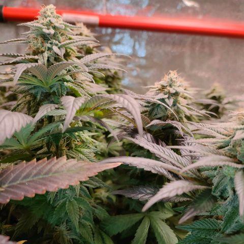 Sour Apple growlog timeline photo