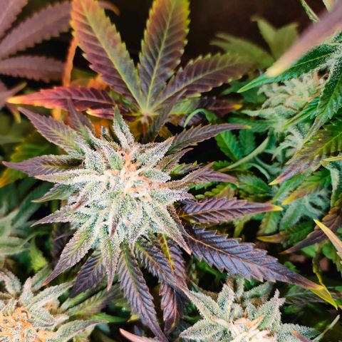 Blackberry Moonrocks growlog timeline photo