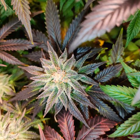 Blackberry Moonrocks growlog timeline photo
