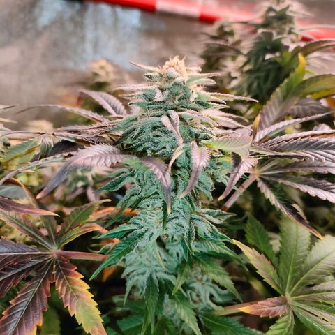 Blackberry Moonrocks growlog timeline photo