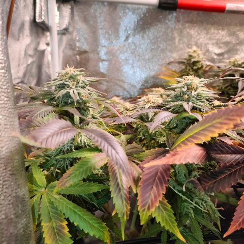 Blackberry Moonrocks growlog timeline photo
