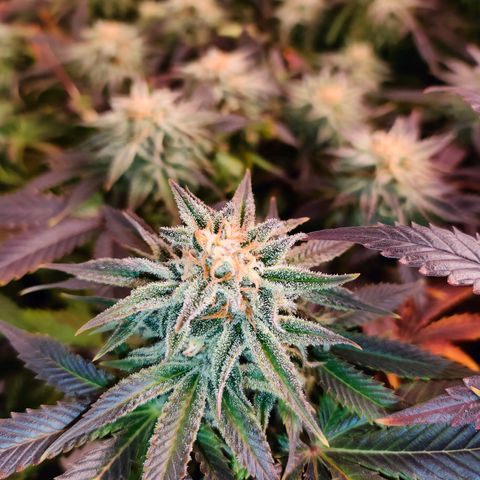 Blackberry Moonrocks growlog timeline photo