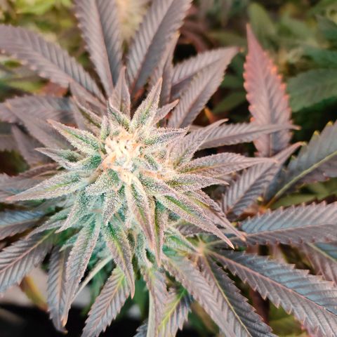 Blackberry Moonrocks growlog timeline photo