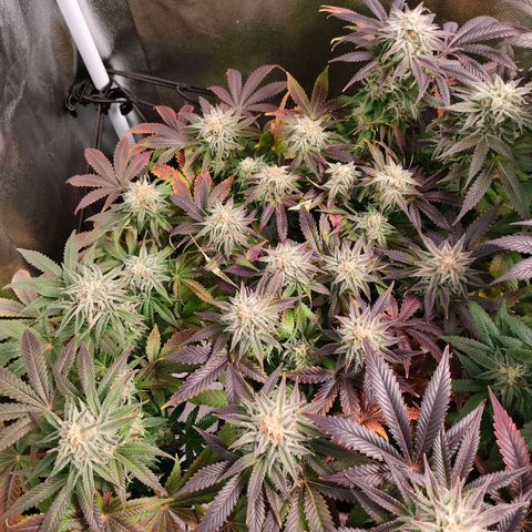 Blackberry Moonrocks growlog timeline photo