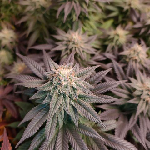 Sour Apple growlog timeline photo