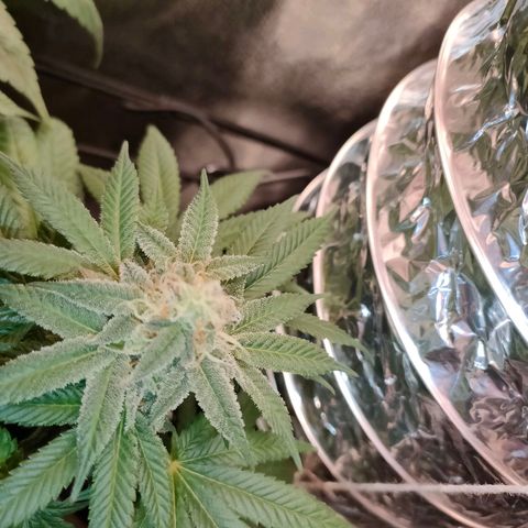 Sour Apple growlog timeline photo