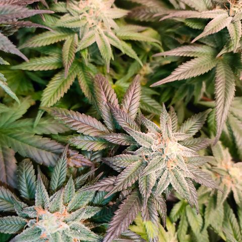 Sour Apple growlog timeline photo
