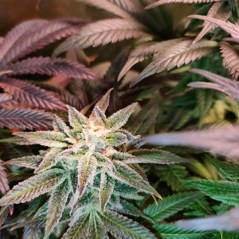 Blackberry Moonrocks growlog timeline photo