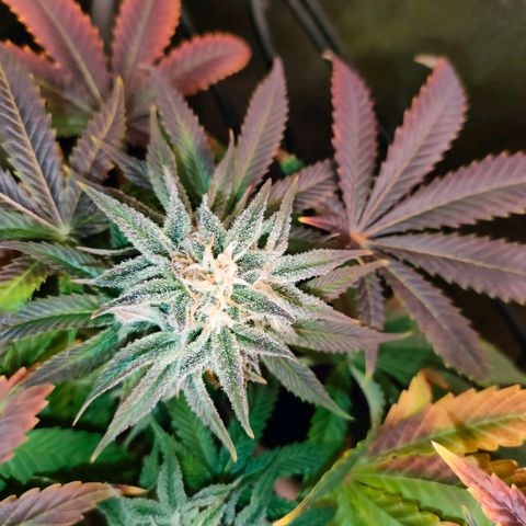 Blackberry Moonrocks growlog timeline photo