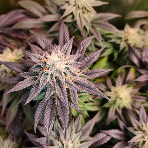 Sour Apple growlog timeline photo
