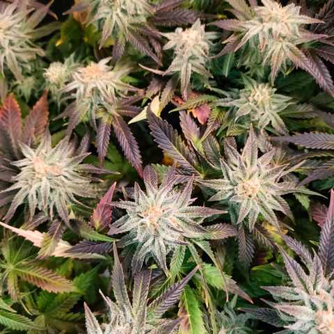 Blackberry Moonrocks growlog timeline photo