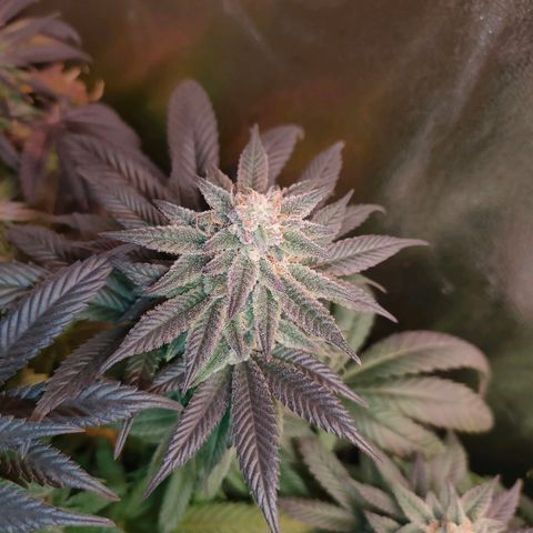 Sour Apple growlog timeline photo