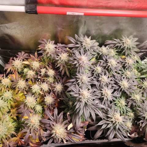 Sour Apple growlog timeline photo