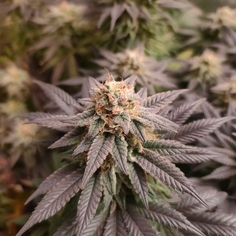 Sour Apple growlog timeline photo