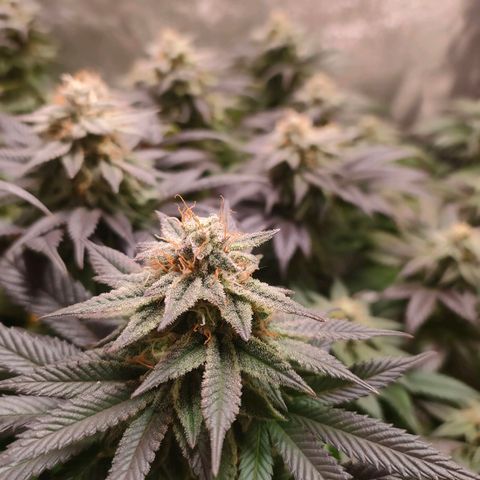 Sour Apple growlog timeline photo