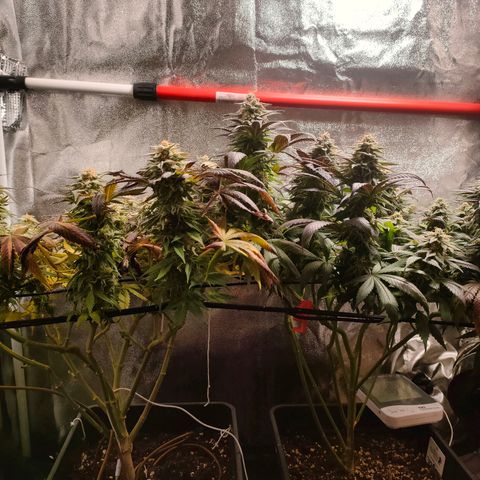Sour Apple growlog timeline photo