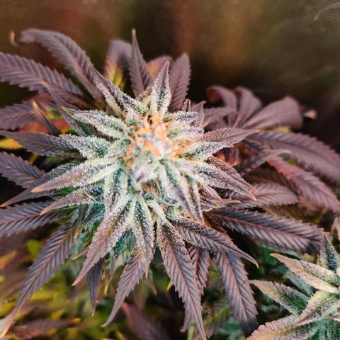 Blackberry Moonrocks growlog photo: si striminzisce un po'? ho chiuso il leak dovuto al cavo riscaldante