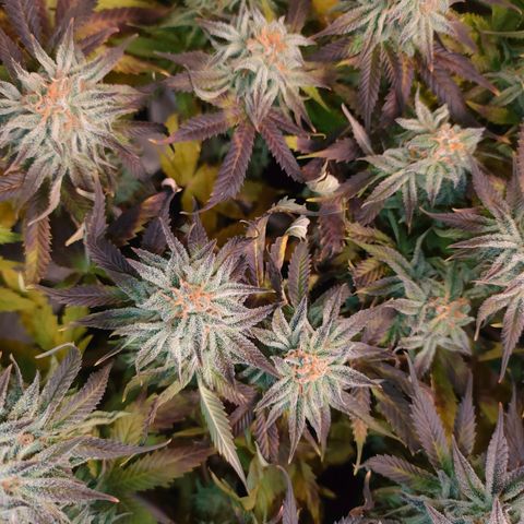 Blackberry Moonrocks growlog photo: si striminzisce un po'? ho chiuso il leak dovuto al cavo riscaldante